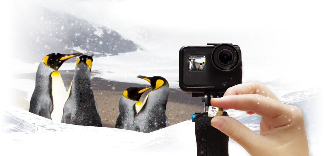 Karta pamięci Silicon Power Superior Pro MicroSDXC 64GB widok karty na tle kamery sportowej i pingwinów