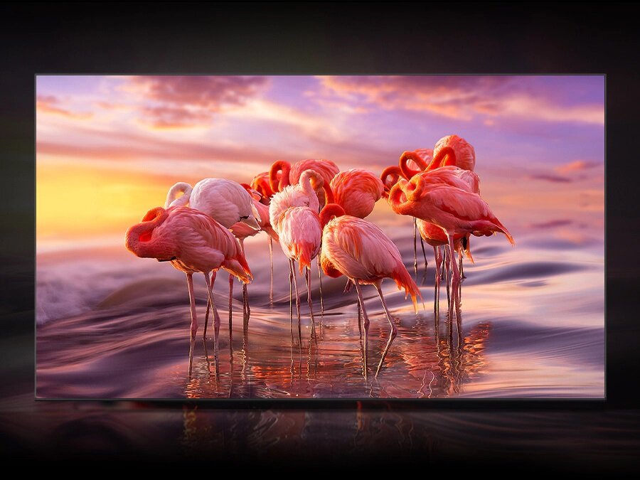 Telewizor Samsung QN85B Neo QLED 4K - flamingi na ekranie